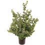 Albero di eucalipto artificiale TONFYN, tronco naturale, verde, 100 cm