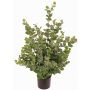 Albero di eucalipto artificiale TONFYN, tronco naturale, verde, 100cm