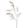 Ramo decorativo di amaranto CERRO con fiori, marrone, 100cm