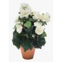 Begonia artificiale CATINKA in vaso di terracotta, crema, 30cm