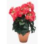 Begonia artificiale CATINKA in vaso di terracotta, rosa, 30cm