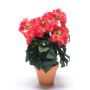 Begonia artificiale CATINKA in vaso di terracotta, rosa, 30cm