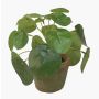 Pilea peperomioides finto SYBIL in vaso di terracotta, verde, 13cm