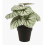 Begonia rex finta MEIRA, verde-grigio, 25cm