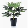 Pianta artificiale di aralia TEULADA, verde, 30cm