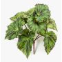Begonia rex finta MEIRA su stelo, verde-nero, 25cm