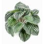 Peperomie artificiale KEPANO su stelo, verde-bianco, 25cm
