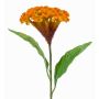 Celosia finta ANUBIS, giallo-arancione, 60cm, Ø13cm