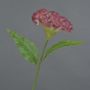 Celosia finta ANUBIS, rosa, 60cm, Ø13cm