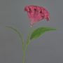 Celosia finta ANUBIS, rosso scuro, 60cm, Ø13cm