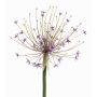 Allium decorativo GETARIA, lilla, 105cm
