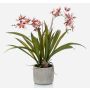 Orchidea oncidium artificiale COLUNGA in vaso di ceramica, rosa-viola, 45cm