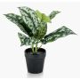 Epipremnum finto OBASI, verde-bianco, 25cm