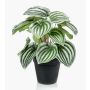 Peperomie artificiale KEPANO, verde-bianco, 25cm