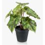 Begonia rex finta MEIRA, verde-nero, 25cm