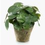 Pilea peperomioides finta SYBIL in vaso di terracotta, verde, 22cm