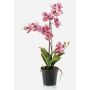 Orchidea vanda finta CAMPO, rosa-fuchsia, 60cm