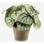 Begonia rex finta MEIRA in vaso di terracotta, folto, verde-grigio, 25cm