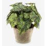 Begonia rex finta MEIRA in vaso di terracotta, folto, verde-nero, 25cm