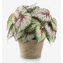 Begonia rex finta MEIRA in vaso di terracotta, folto, verde-rosa, 25cm