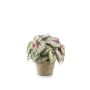 Begonia rex finta MEIRA in vaso di terracotta, folto, verde-rosa, 25cm