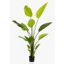 Strelitzia finta BEDAR, verde, 150cm