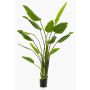 Strelitzia finta BEDAR, verde, 180cm