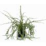 Cactus corallo artificiale BERJA, verde, 50cm