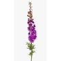 Delphinium artificiale SZILVIA, viola, 130cm