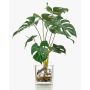 Filodendro finto Monstera Deliciosa PAVONIS in vaso di vetro, 40cm