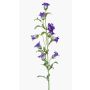 Campanula decorativa AIMI, viola-crema, 90cm