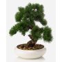 Bonsai artificiale pino MIRSANDA in vaso bonsai, 35 cm