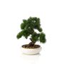 Bonsai artificiale pino MIRSANDA in vaso bonsai, 35 cm