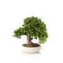 Bonsai artificiale Larice MIRSANDA in vaso bonsai, 35 cm