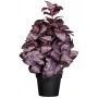 Erba artificiale basilico WONDYR in vaso decorativo, rosso bordeaux, 30 cm