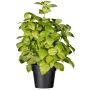 Erba artificiale basilico WONDYR in vaso decorativo, verde, 30 cm