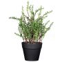 Erba decorativa timo DURNAS in vaso decorativo, verde, 24 cm