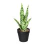 Pianta artificiale succulenta ZORPS in vaso decorativo, radici, verde-grigio, 27 cm
