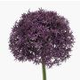 Allium artificiale PRAXEN, viola scuro, 90 cm