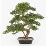 Bonsai artificiale di pino KANYA in vaso, 70 cm