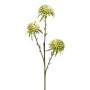 Ramo artificiale allium GLORF, verde-bianco, 60 cm