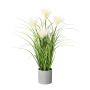 Erba decorativa Pampas VILMO in vaso decorativo, pannocchie, crema, 50 cm