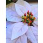 Poinsettia artificiale in velluto LIBASSE, bianco-rosa, 65 cm