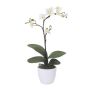 Orchidea artificiale Phalaenopsis MALZA, bastoncino, radici, color crema, 55 cm