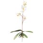 Orchidea artificiale Phalaenopsis MALZA, bastoncino, radici, crema, 55cm