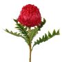 Fiore decorativo Banksia serrata PONGER, rosso bordeaux, 70 cm