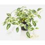 Pianta artificiale Tradescantia zebrina DIHALLO in vaso decorativo, verde-bianco, 19 cm