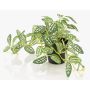Pianta artificiale di pepe nano MIHALLA in vaso decorativo, verde-bianco, 19 cm