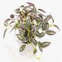 Pianta artificiale Tradescantia zebrina DIHALLO in vaso decorativo, verde-lilla, 19 cm