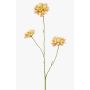 Ramo decorativo Scabiosa DIHALLY, giallo-pesca, 80 cm